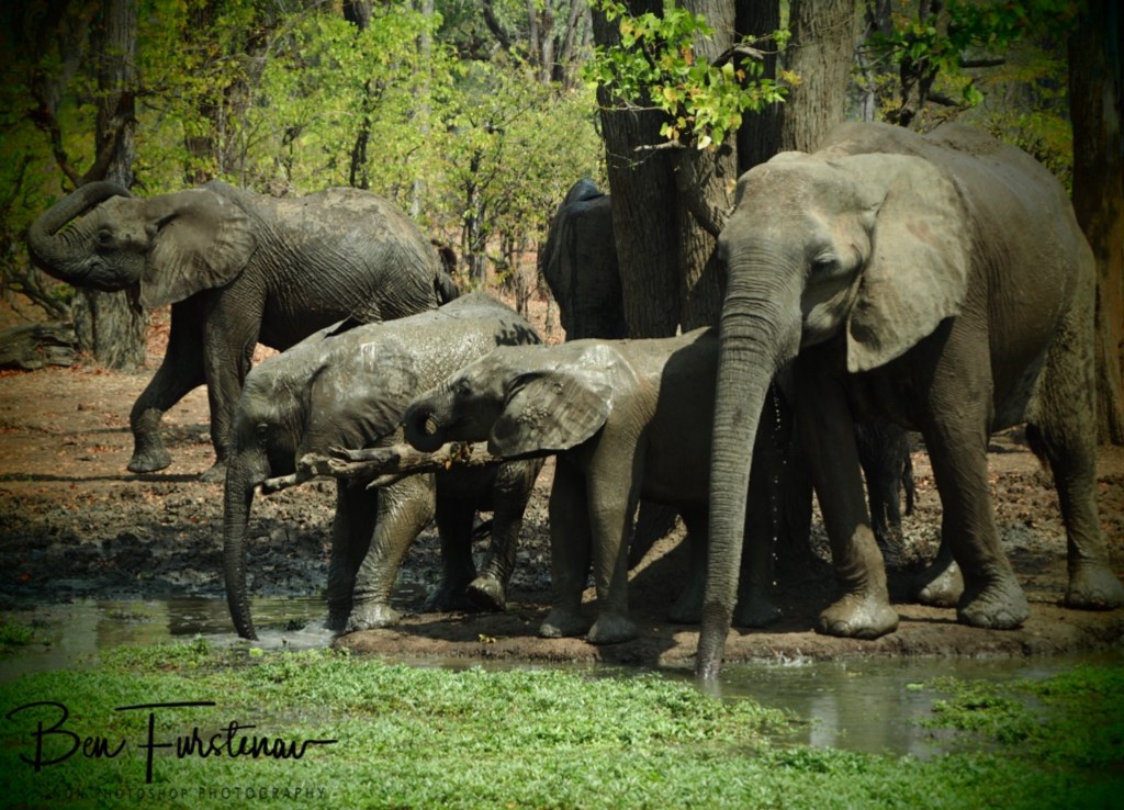 Wildlife Camp, Mfue, Zambia, Africa