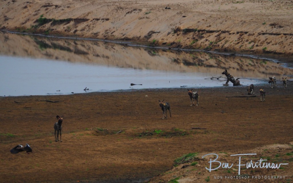 Wildlife Camp, Mfue, Zambia, Africa