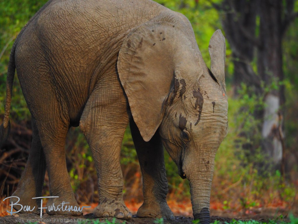 Wildlife Camp, Mfue, Zambia, Africa
