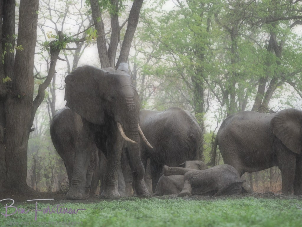 Wildlife Camp, Mfue, Zambia, Africa