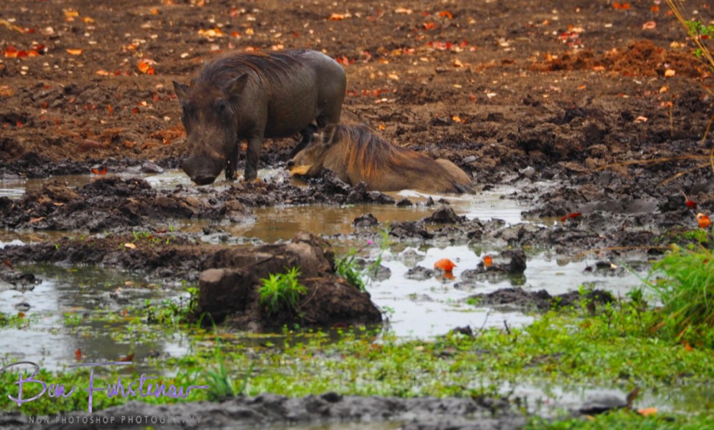 Wildlife Camp, Mfue, Zambia, Africa