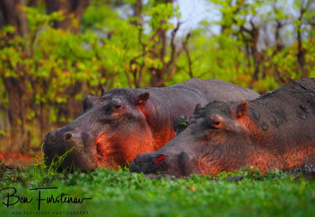Wildlife Camp, Mfue, Zambia, Africa