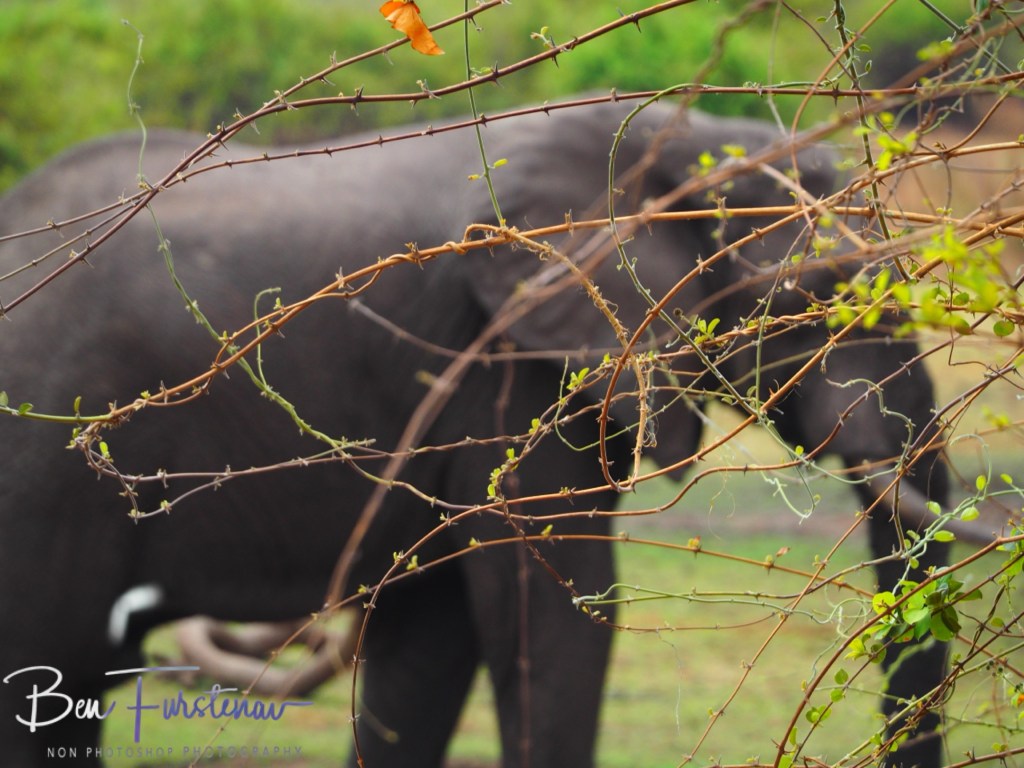 Wildlife Camp, Mfue, Zambia, Africa