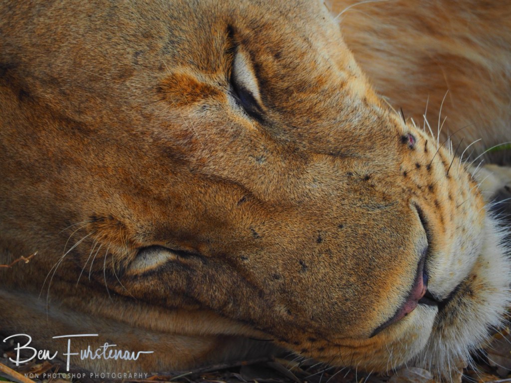 Wildlife Camp, Mfue, Zambia, Africa