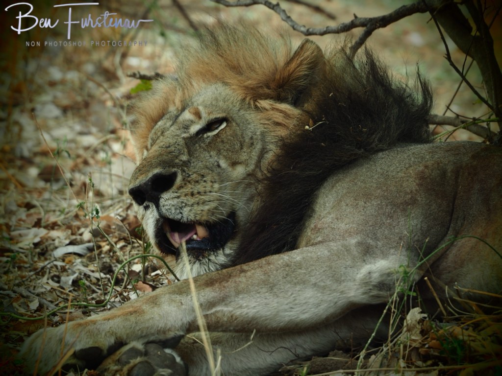 Wildlife Camp, Mfue, Zambia, Africa