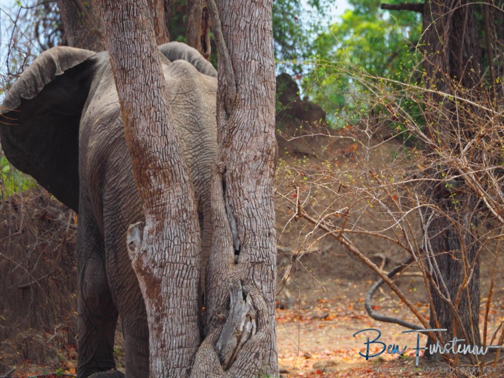 Wildlife Camp, Mfue, Zambia, Africa