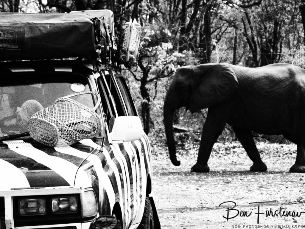 Wildlife Camp, Mfue, Zambia, Africa