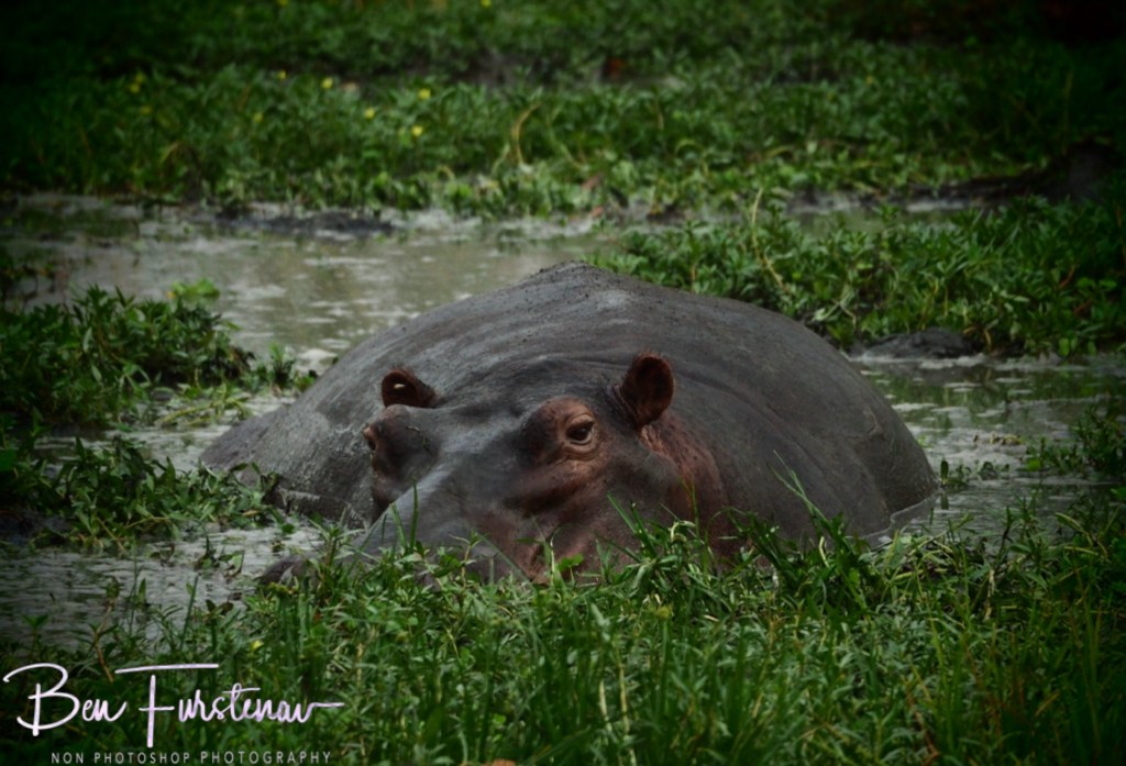 Wildlife Camp, Mfue, Zambia, Africa