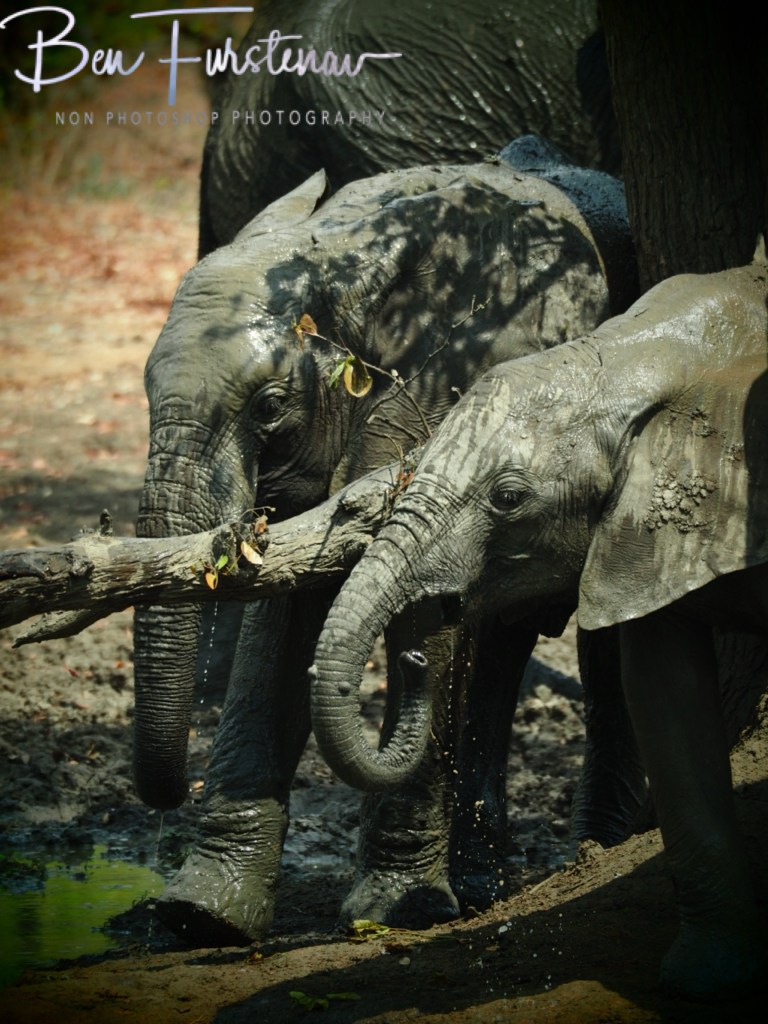 Wildlife Camp, Mfue, Zambia, Africa