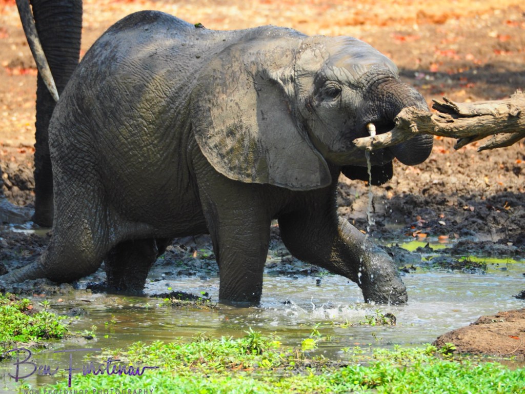 Wildlife Camp, Mfue, Zambia, Africa