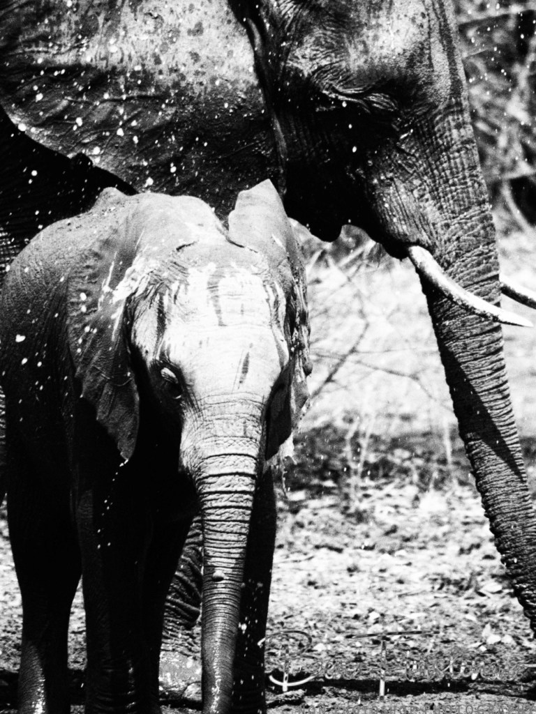Wildlife Camp, Mfue, Zambia, Africa