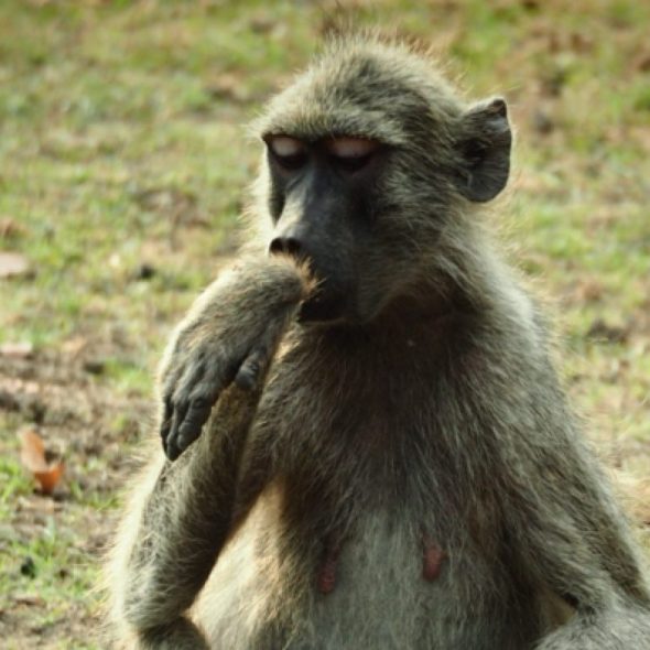 Wildlife Camp, Mfue, Zambia, Africa