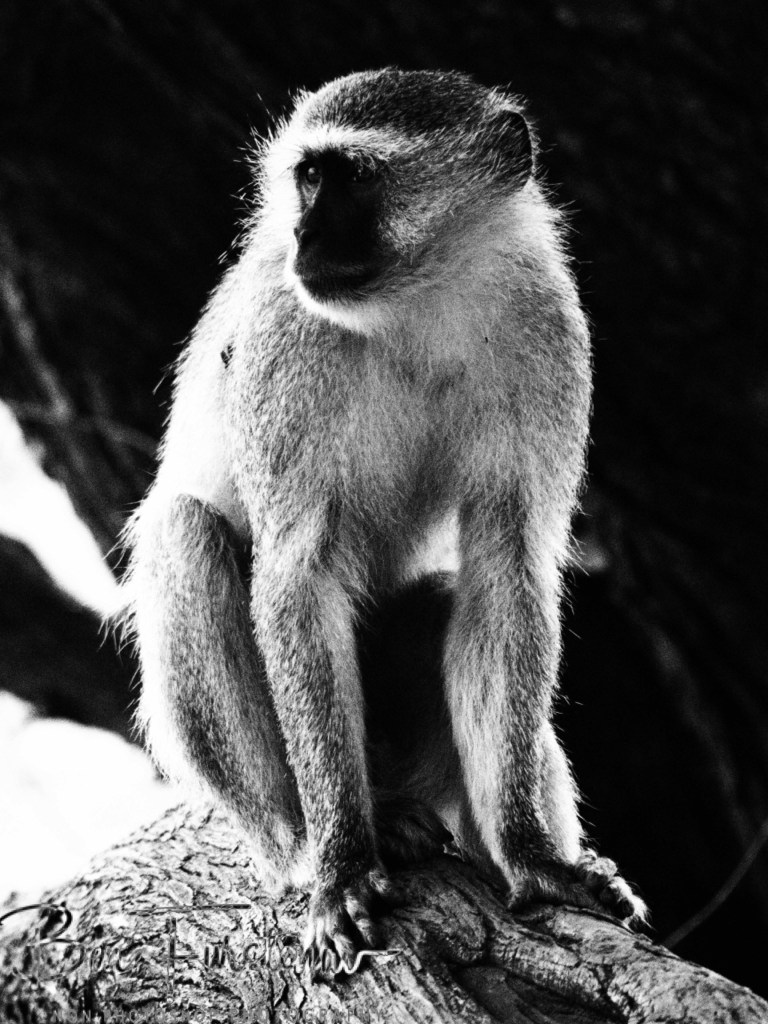 Wildlife Camp, Mfue, Zambia, Africa