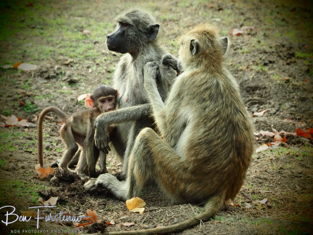 Wildlife Camp, Mfue, Zambia, Africa