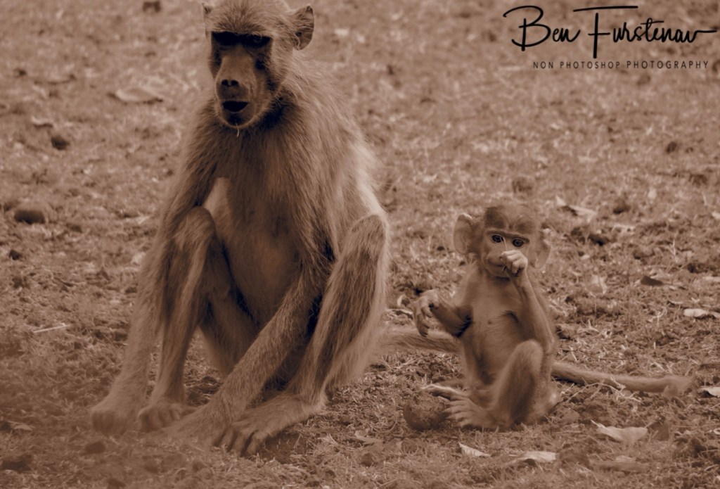 Wildlife Camp, Mfue, Zambia, Africa