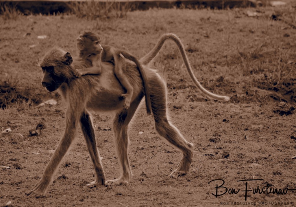 Wildlife Camp, Mfue, Zambia, Africa