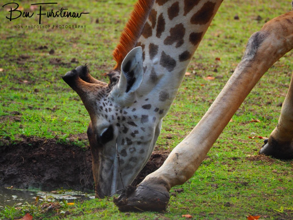 Wildlife Camp, Mfue, Zambia, Africa