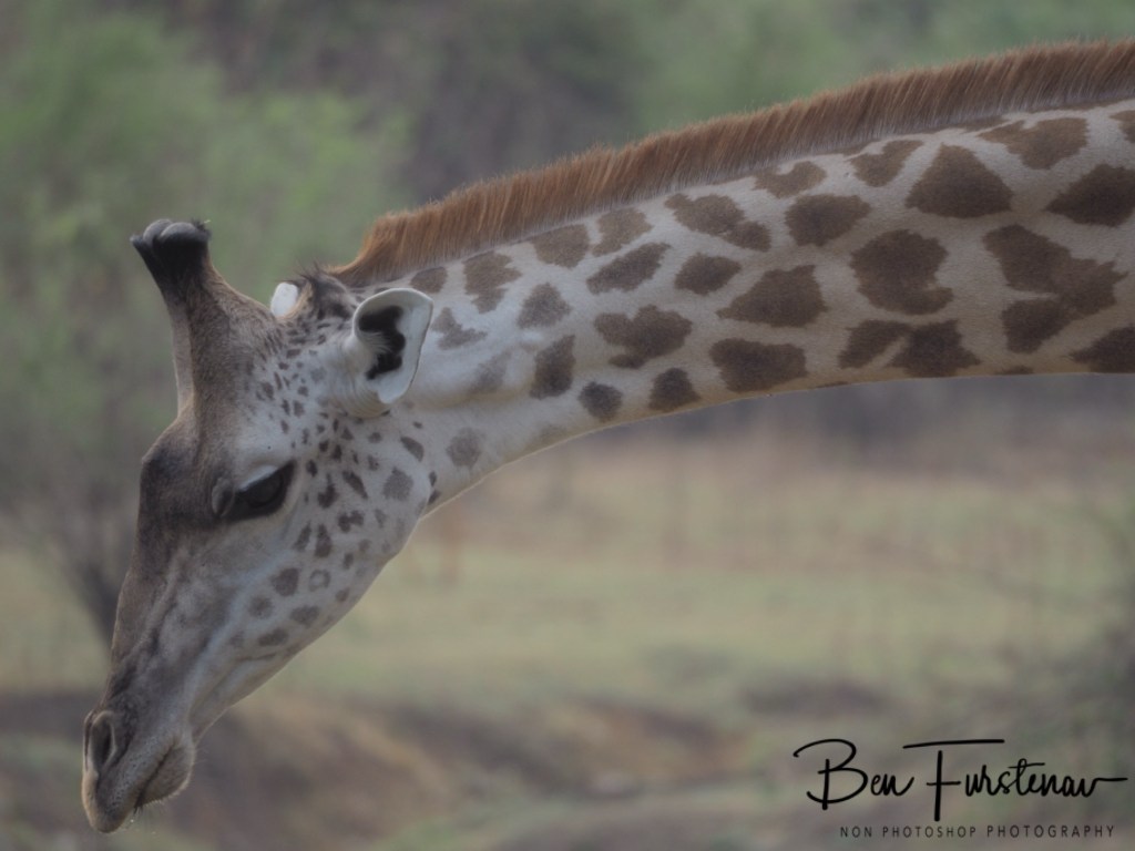 Wildlife Camp, Mfue, Zambia, Africa