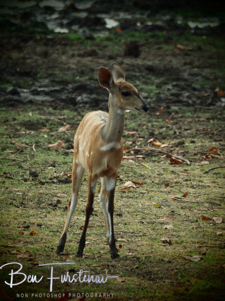 Wildlife Camp, Mfue, Zambia, Africa