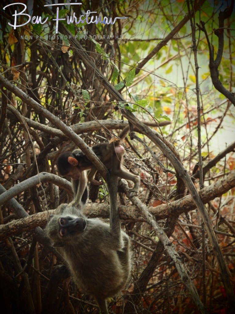 Wildlife Camp, Mfue, Zambia, Africa