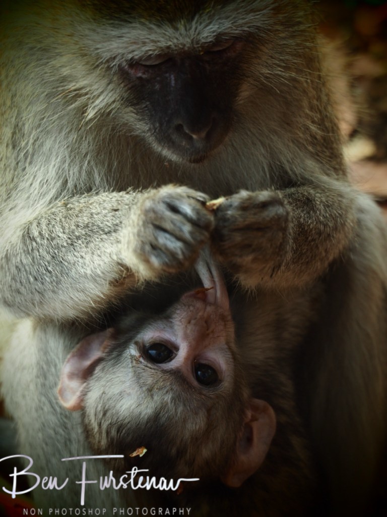 Wildlife Camp, Mfue, Zambia, Africa