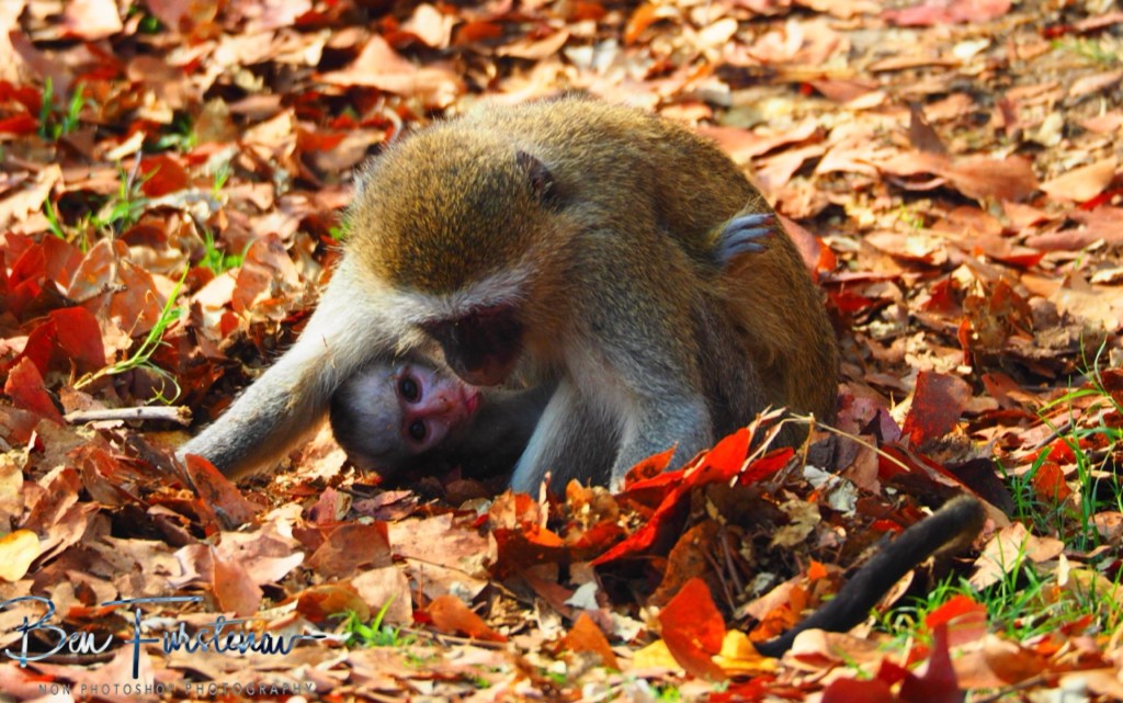 Wildlife Camp, Mfue, Zambia, Africa