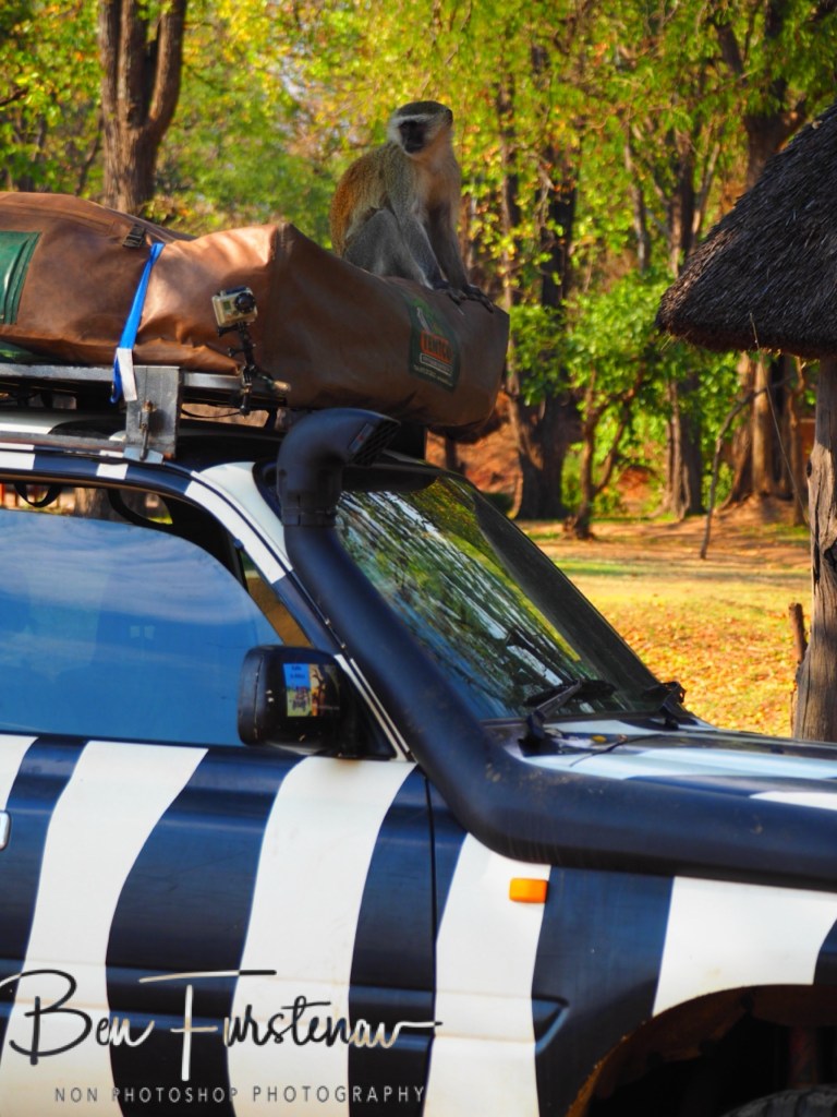 Wildlife Camp, Mfue, Zambia, Africa