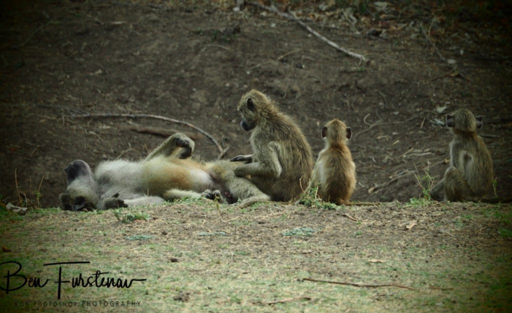 Wildlife Camp, Mfue, Zambia, Africa