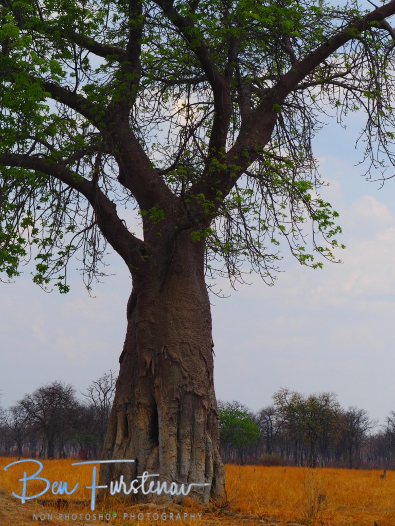 Luangwa Valley, Mfue, Zambia, Africa