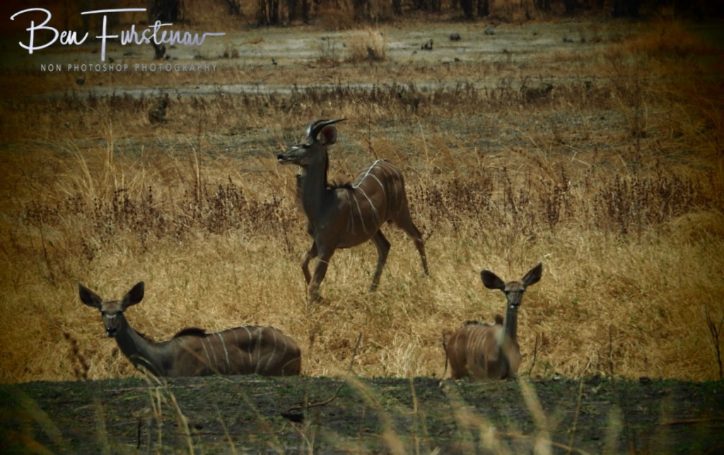 Luangwa Valley, Mfue, Zambia, Africa