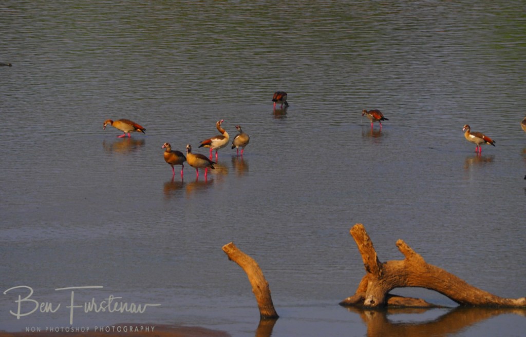 Wildlife Camp, Mfue, Zambia, Africa