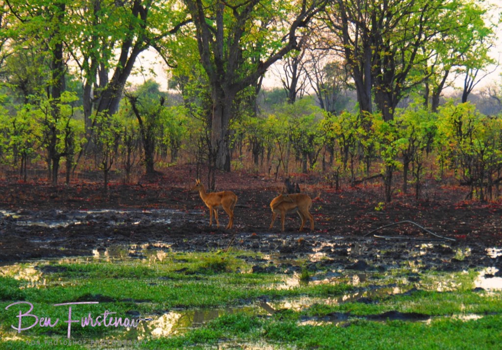 Wildlife Camp, Mfue, Zambia, Africa