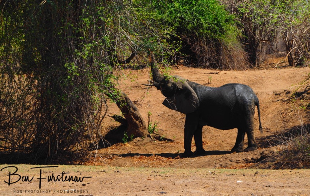 Lower Zambezi National Park, Chirundu, Zambia, Africa,