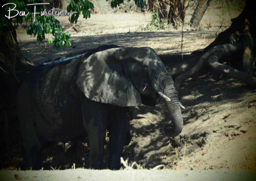 Lower Zambezi National Park, Chirundu, Zambia, Africa,
