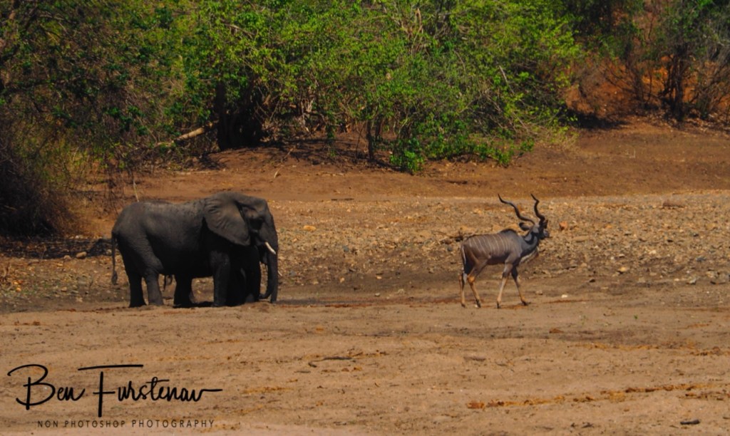 Lower Zambezi National Park, Chirundu, Zambia, Africa,