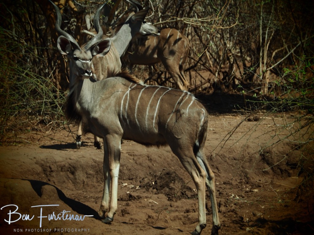 Lower Zambezi National Park, Chirundu, Zambia, Africa,