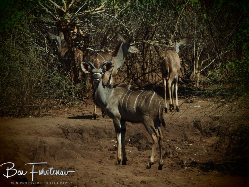 Lower Zambezi National Park, Chirundu, Zambia, Africa,