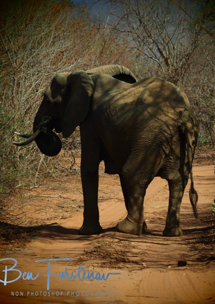 Lower Zambezi National Park, Chirundu, Zambia, Africa,