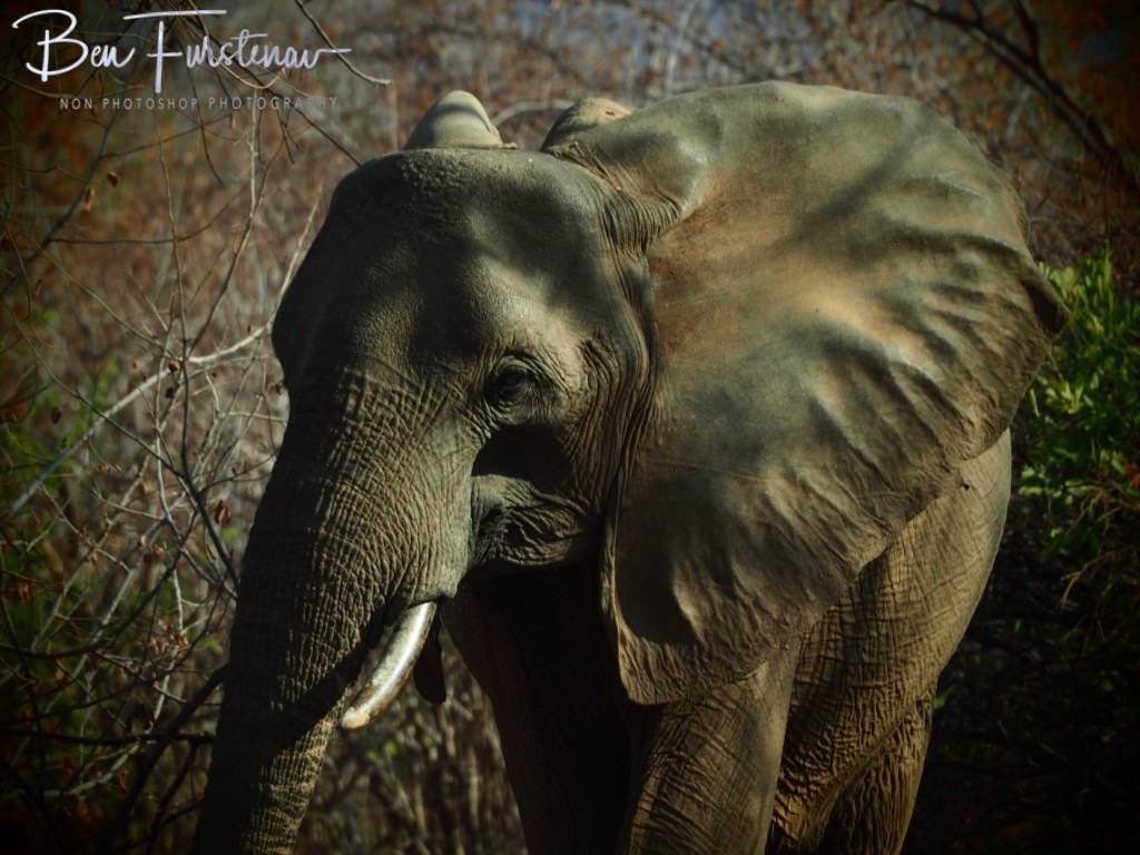 Lower Zambezi National Park, Chirundu, Zambia, Africa,