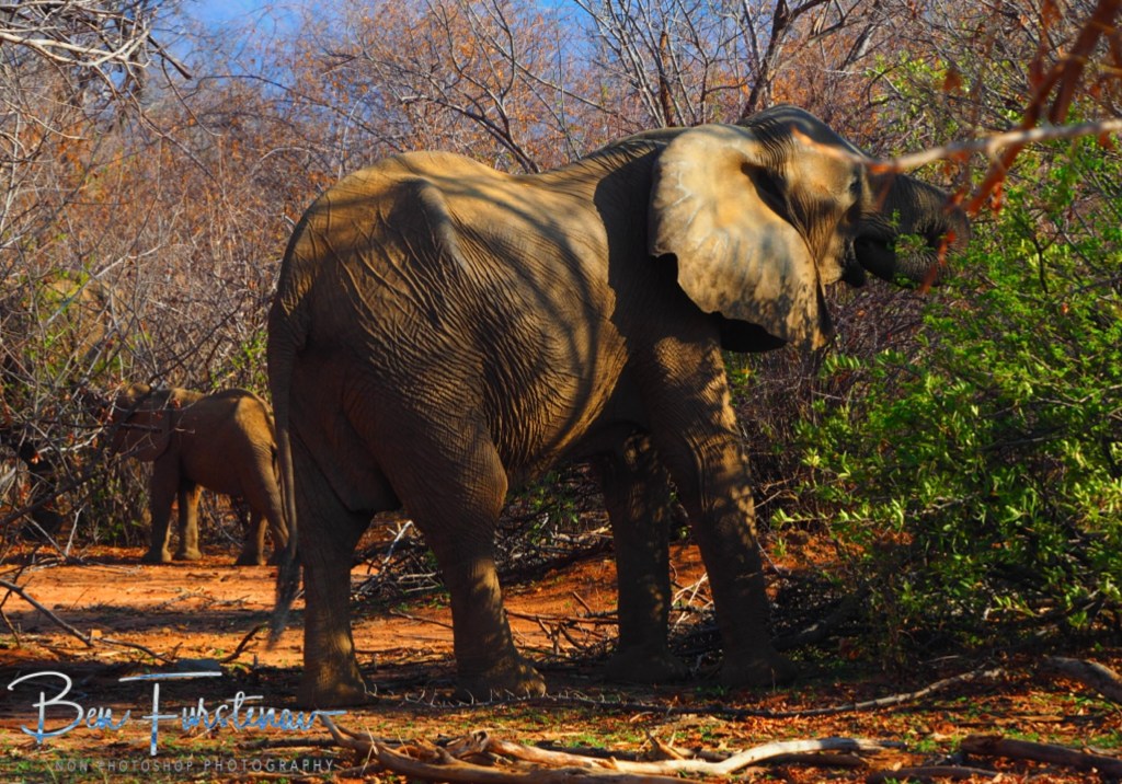 Lower Zambezi National Park, Chirundu, Zambia, Africa,