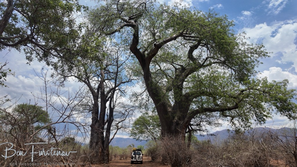 Lower Zambezi National Park, Chirundu, Zambia, Africa,