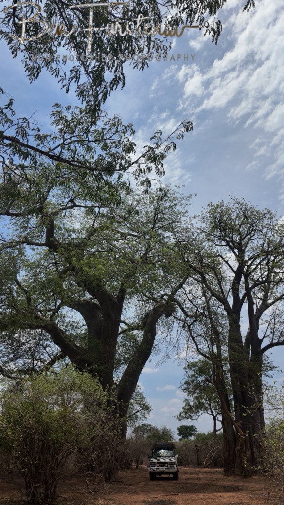 Lower Zambezi National Park, Chirundu, Zambia, Africa,