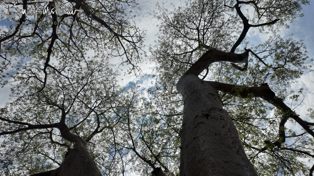Lower Zambezi National Park, Chirundu, Zambia, Africa,