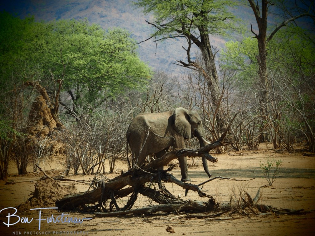 Lower Zambezi National Park, Chirundu, Zambia, Africa,