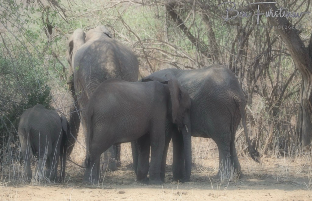 Lower Zambezi National Park, Chirundu, Zambia, Africa,
