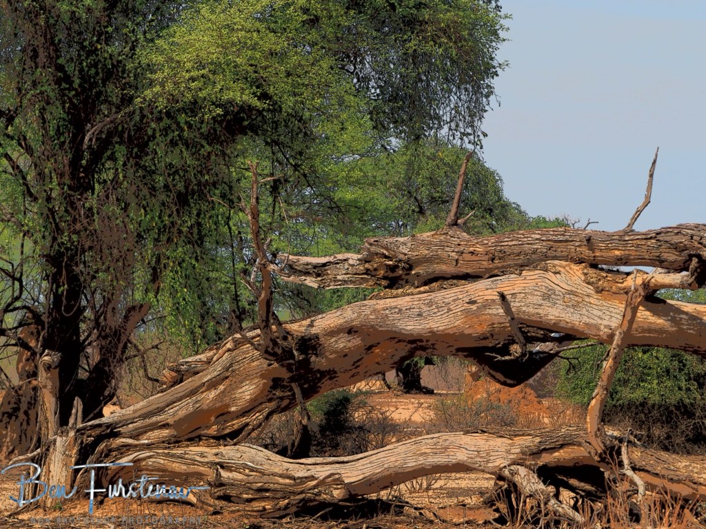 Lower Zambezi National Park, Chirundu, Zambia, Africa,