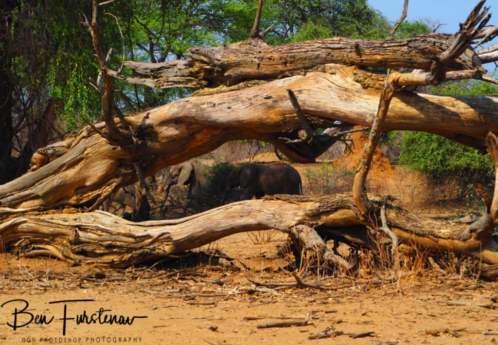 Lower Zambezi National Park, Chirundu, Zambia, Africa,