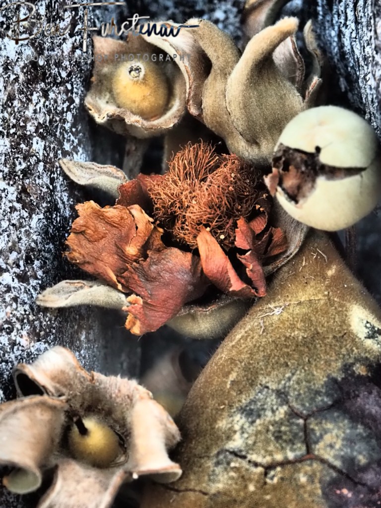 Livingstone, Zambia, Africa