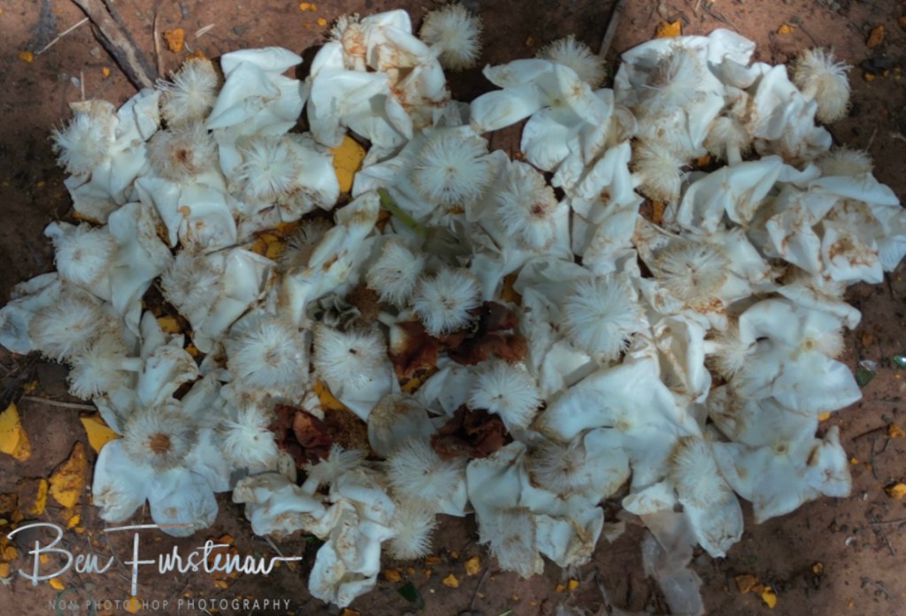 Livingstone, Zambia, Africa