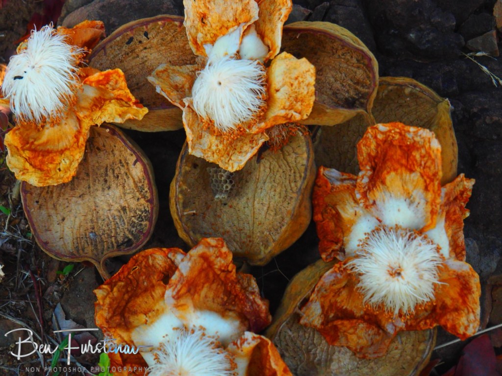 Livingstone, Zambia, Africa